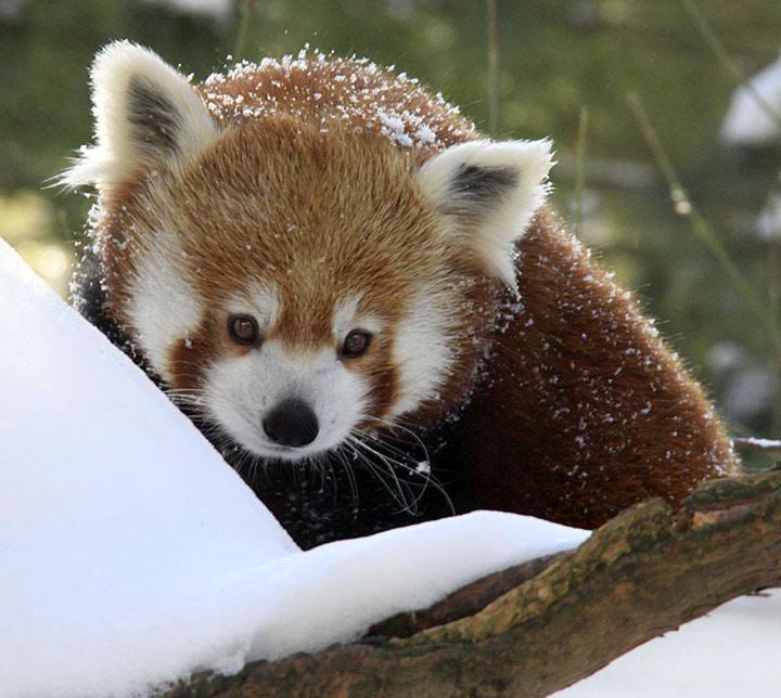 Red Panda at the Central Park Zoo